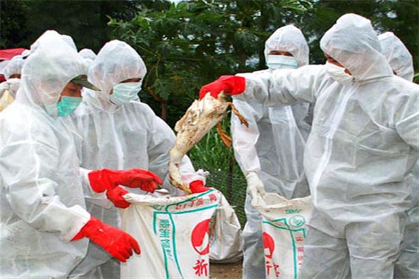 Germany discovers bird flu case